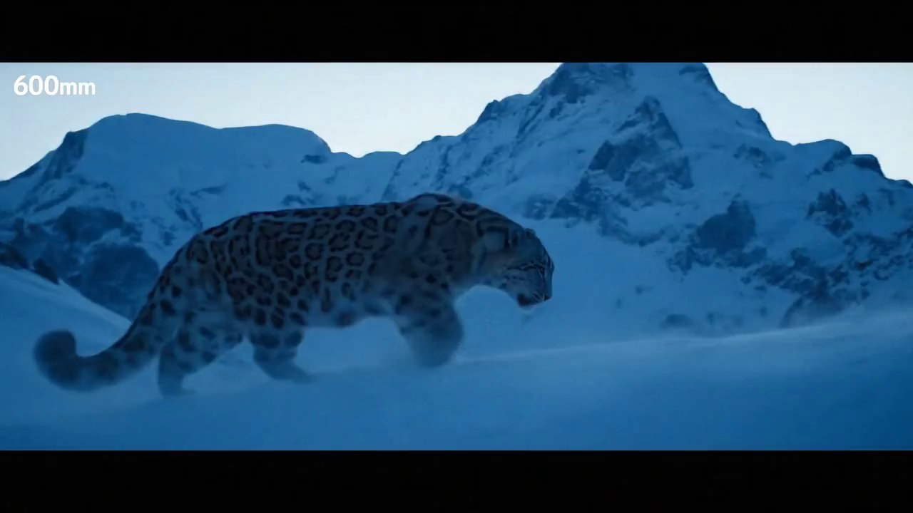 Twilight Snow Leopard: Whispers of the Wild Ridge - Veo 3 AI video prompt thumbnail