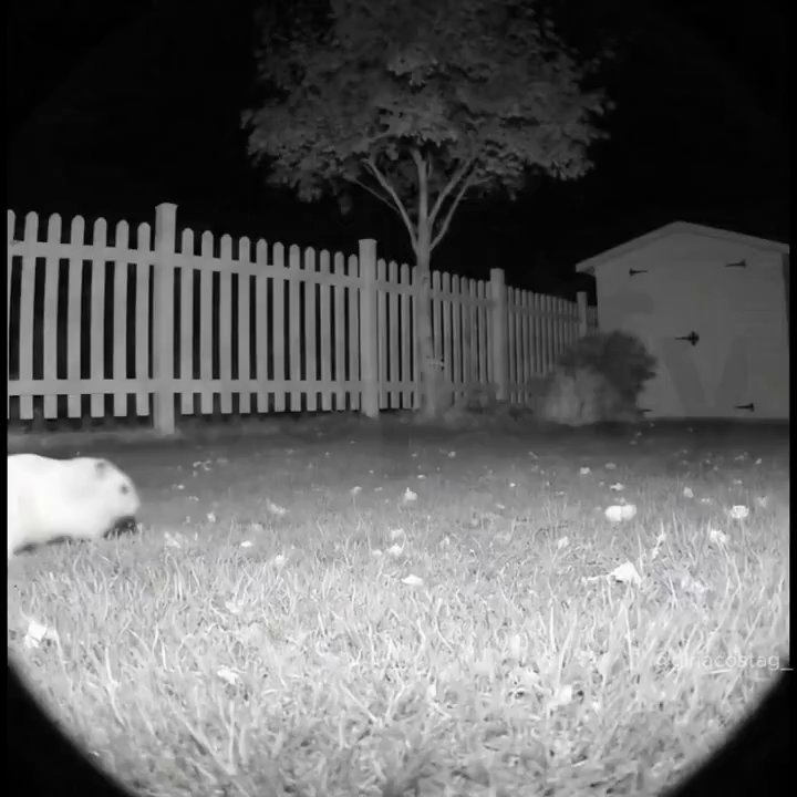 Tiny Creature's Big Adventures: Viral X Clip
