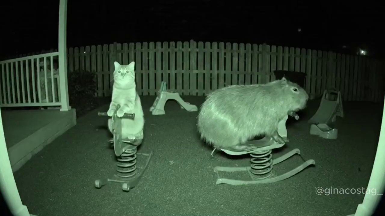 Unlikely Friendship: Cat and Capybara Besties