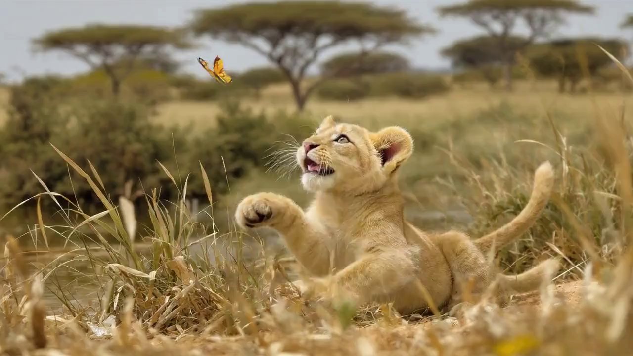 V2 CineFlow: Leo's Journey: From Cub to King