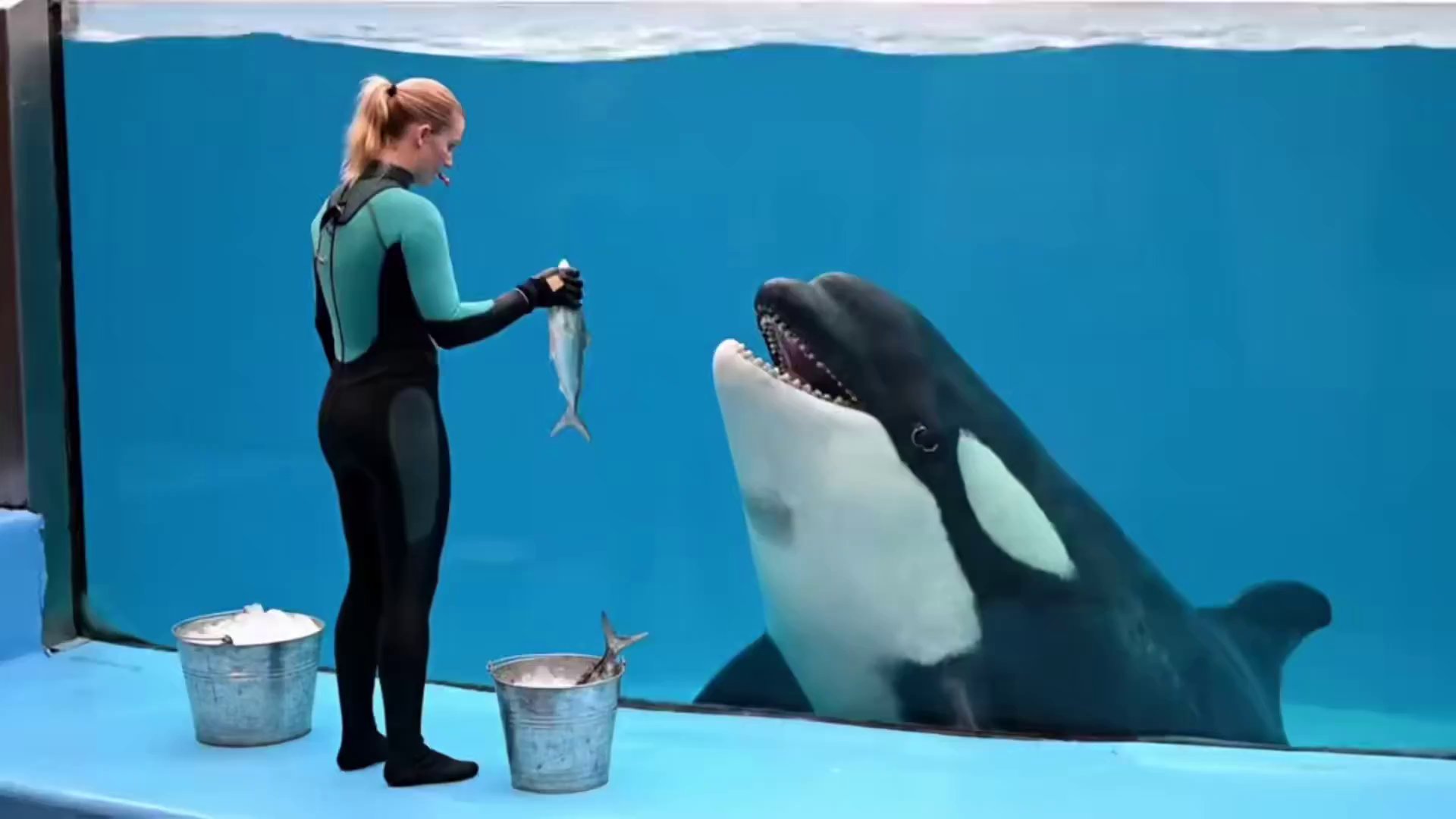 Joyful Dolphin Feeding Time Underwater