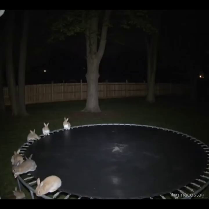AI's Viral Hoax: Fake Animal Surveillance Goes Wild
