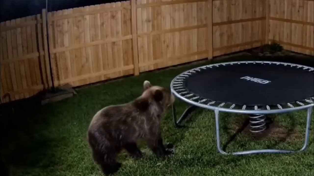 Mama Bear's Hilarious Reaction on X