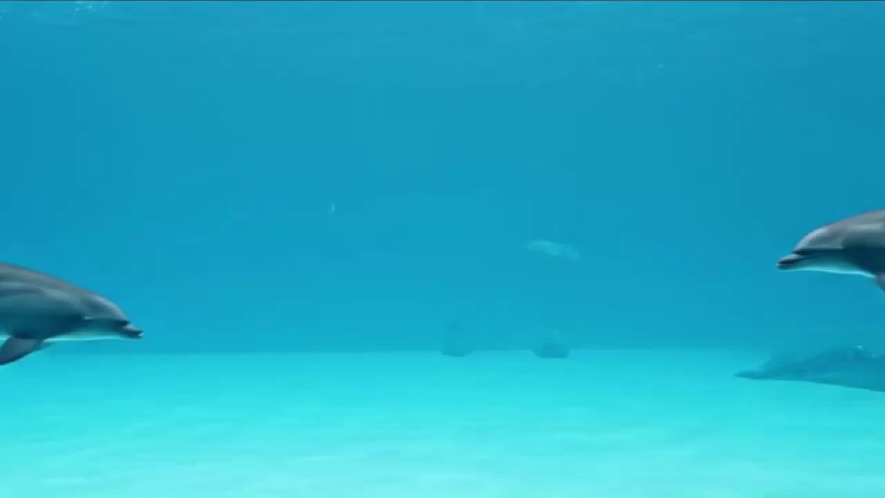 Joyful Dolphins in Pristine Ocean Waters