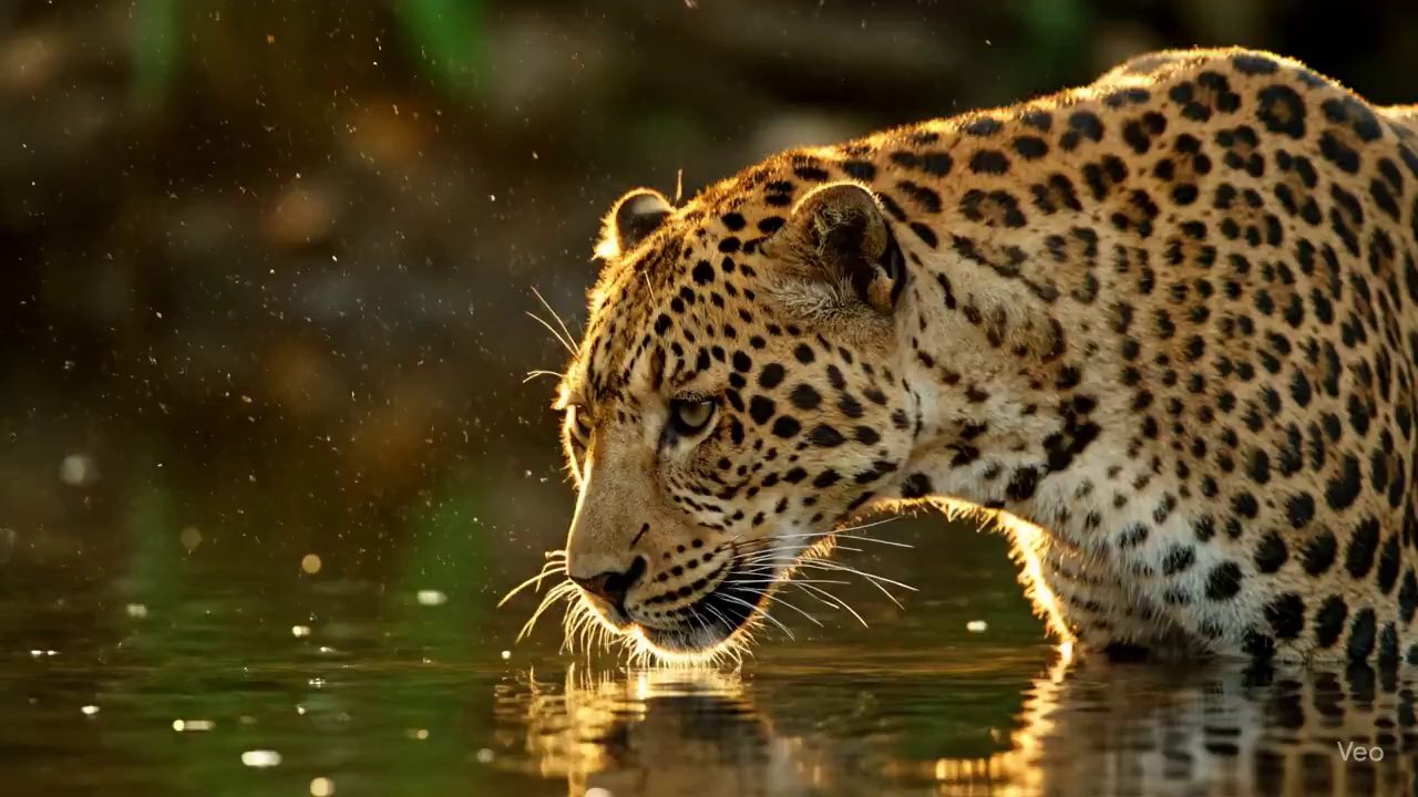 Golden Hour Leopard: Slow-Motion Jungle Serenity