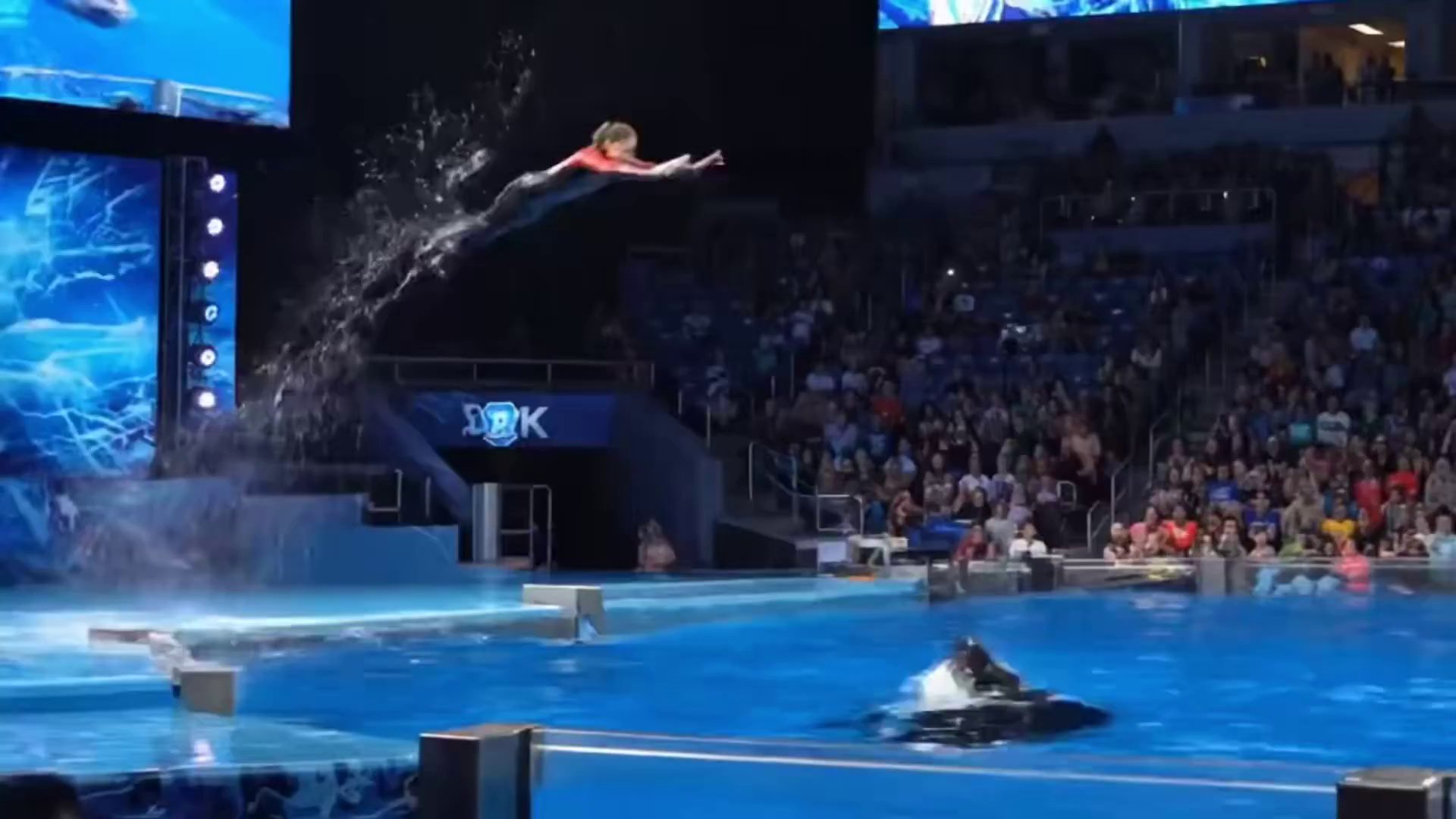 Amazing Dolphin Tricks: Dynamic Marine Life Show