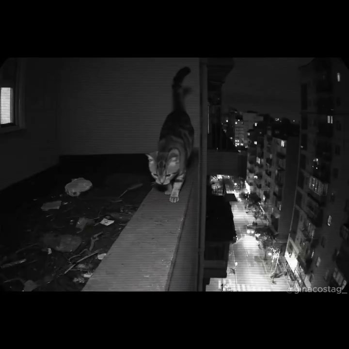 Acrobatic Cat's Fearless High-Rise Adventure