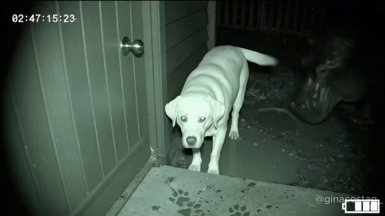 Hilarious Dogs in Faux Danger Viral Moment