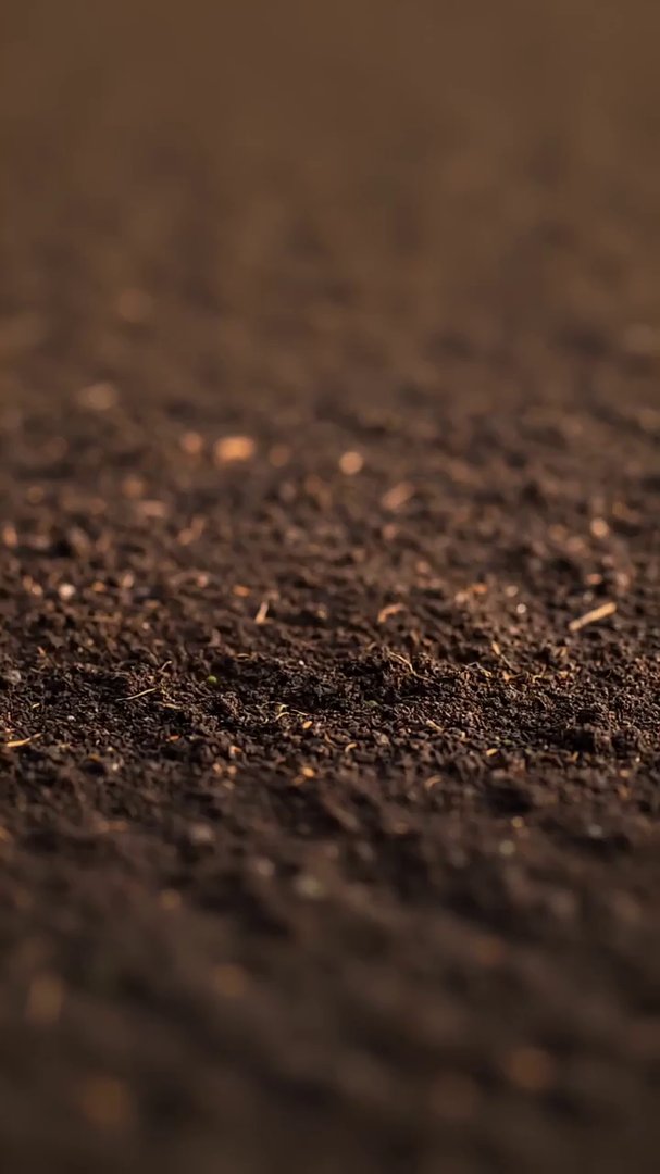 {  "scene": "macro close-up of rich soil",  "tim...