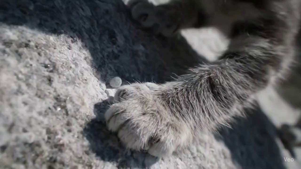 Tiny Paws, Giant Climb: Kitten's Monolith Ascent