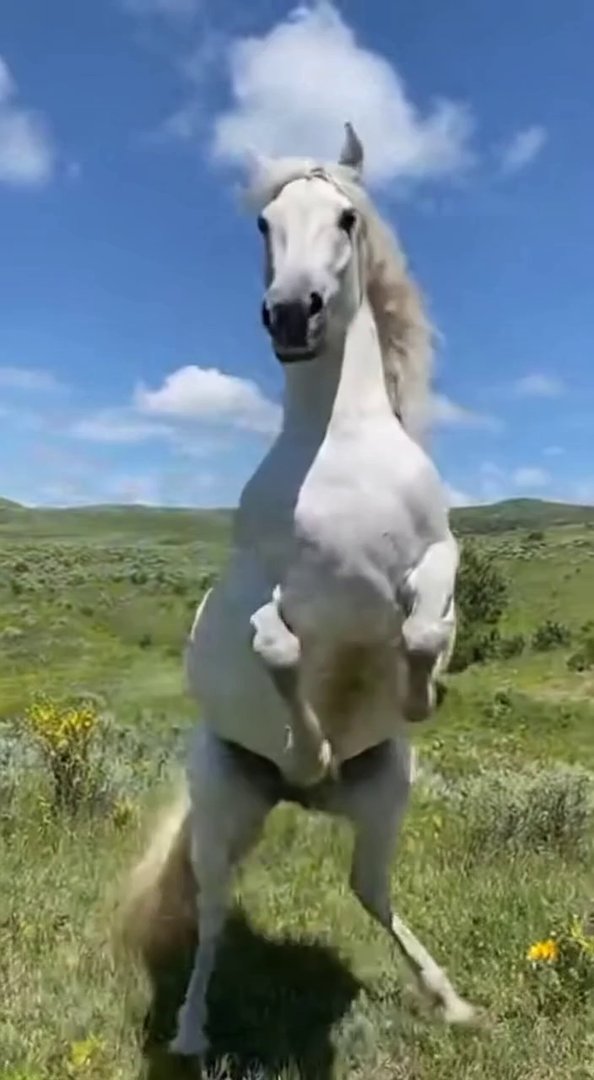 [Sora 2] Un vrai cheval blanc hyper réaliste, se tenant debout sur ses pattes arrière, dans un décor naturel ... - Veo 3 AI video prompt thumbnail