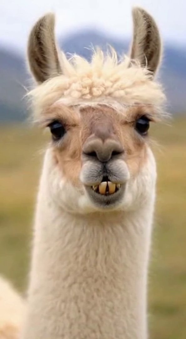 [Sora 2] “Clip ultra-réaliste d’un lama vivant, ayant exactement la même apparence que celui sur la photo : m... - Veo 3 AI video prompt thumbnail