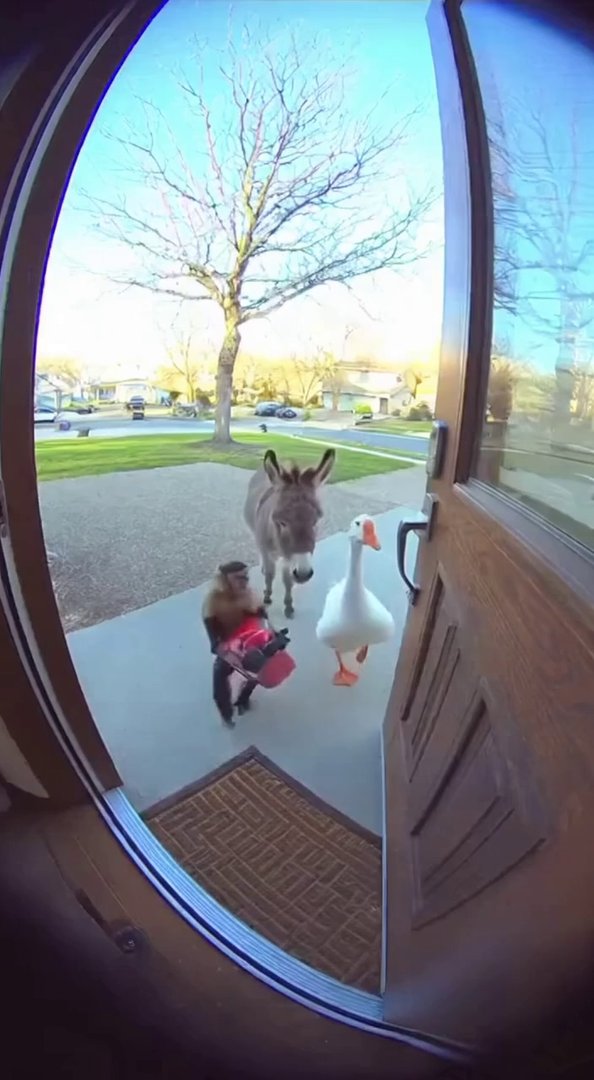 [Sora 2] Scène filmée par une caméra de sonnette (doorbell cam), angle légèrement fisheye, résolution 4K, jou... - Veo 3 AI video prompt thumbnail