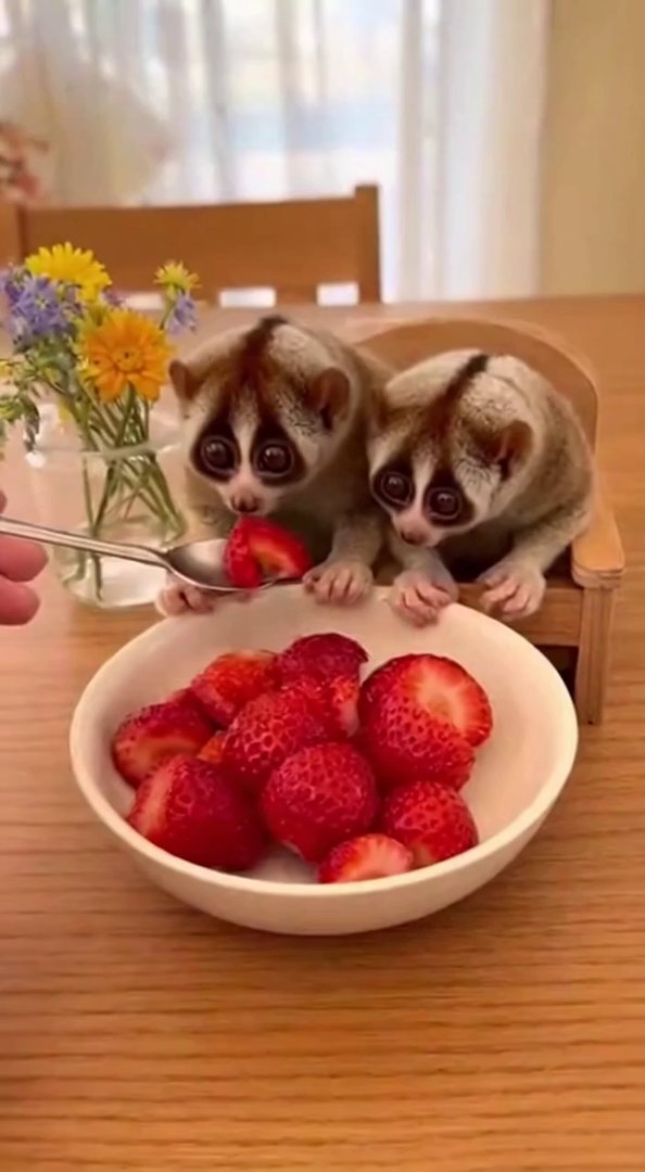 [Sora 2] {
  "prompt": "A hyper-realistic 9:16 vertical handheld smartphone video recorded indoors at a wood... - Veo 3 AI video prompt thumbnail