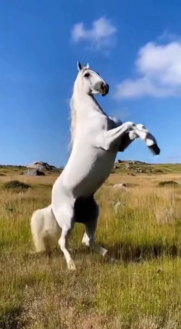 [Sora 2] Un vrai cheval blanc, hyper réaliste, se dresse debout sur ses deux pattes arrière dans un champ nat... - Veo 3 AI video prompt thumbnail