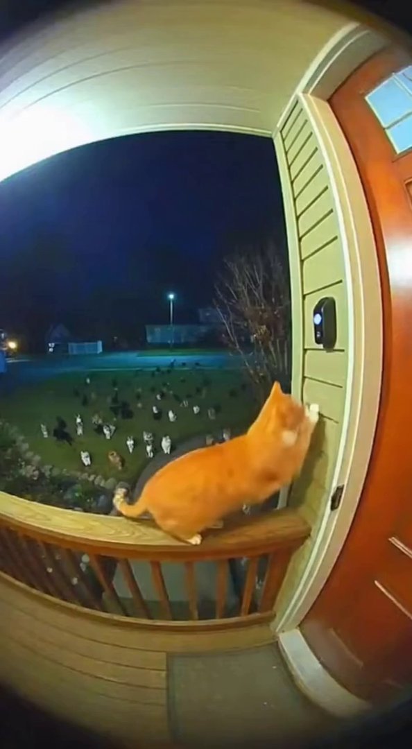 [Sora 2] {
  "prompt": "Create a 10 second hyper realistic comedic doorbell camera video at night. A ginger ... - Veo 3 AI video prompt thumbnail