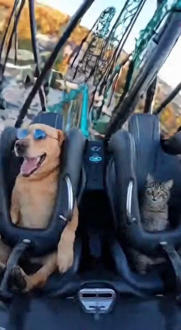 [Sora 2] « Vidéo ultra réaliste d’un chien et d’un chat assis côte à côte dans le manège Voltron à Europa Par... - Veo 3 AI video prompt thumbnail