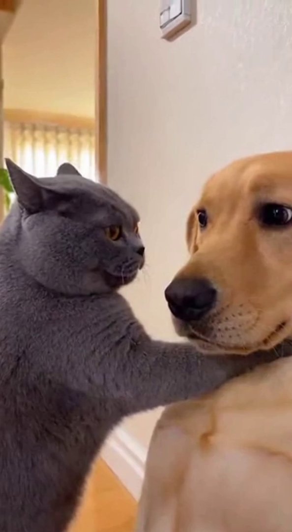 [Sora 2] Vidéo réaliste d’environ 10 secondes montrant un chat gris tenant un labrador doré contre un mur, av... - Veo 3 AI video prompt thumbnail