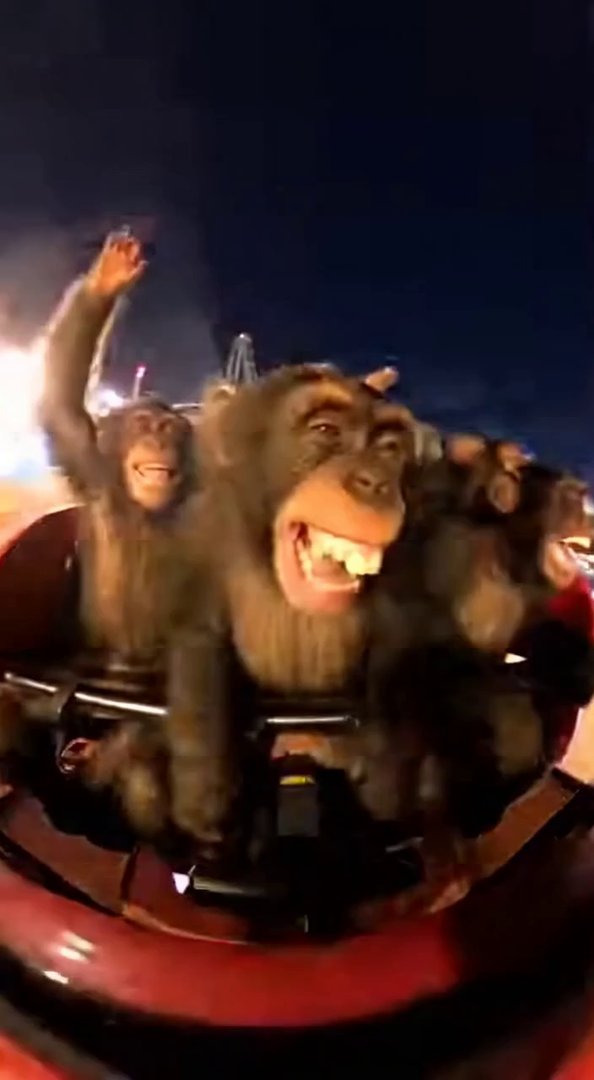 [Sora 2] Vidéo ultra réaliste (~10 secondes) montrant plusieurs chimpanzés réels assis dans un grand huit à s... - Veo 3 AI video prompt thumbnail