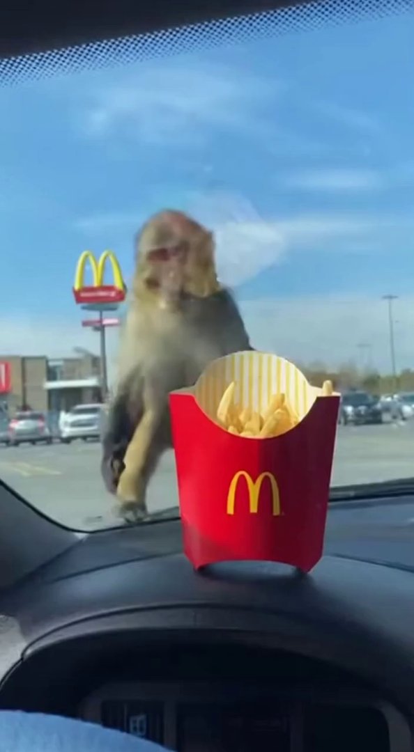 [Sora 2] {
  "title": "Monkey vs McDonald's Fries 🍟🙈",
  "duration": "10s",
  "reference_image": "/mnt/dat... - Veo 3 AI video prompt thumbnail