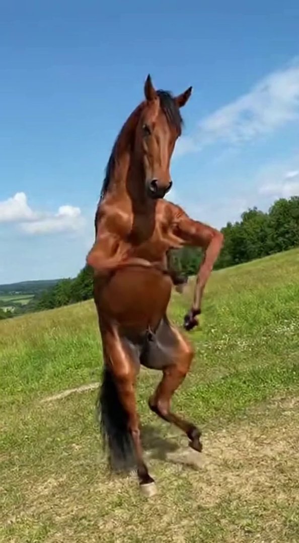 [Sora 2] Un vrai cheval hyper réaliste, avec une véritable tête de cheval et un corps entièrement de cheval (... - Veo 3 AI video prompt thumbnail