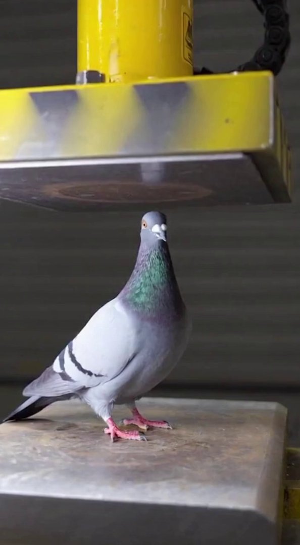 [Sora 2] Vidéo réaliste de 10 secondes montrant un vrai pigeon posé sur une plateforme métallique.
Au-dessus... - Veo 3 AI video prompt thumbnail