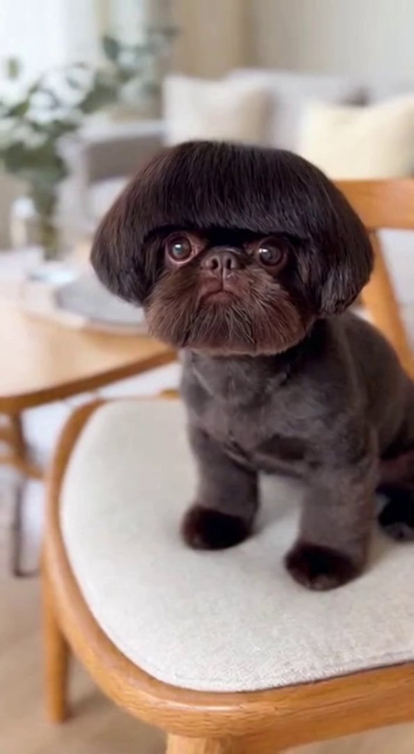 [Sora 2] Vidéo réaliste de 10 secondes montrant un petit chien avec une coupe de poils en forme de coupe au b... - Veo 3 AI video prompt thumbnail