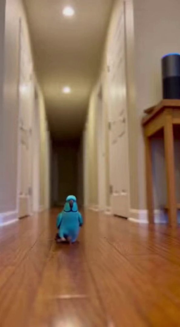 [Sora 2] FULL DETAILED VIDEO DESCRIPTION (Talking Parrot Summons Alexa Music)
Subject

Main character:

... - Veo 3 AI video prompt thumbnail