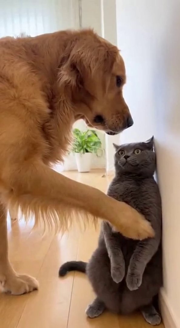 [Sora 2] Vidéo ultra-réaliste (≈10 secondes) montrant un golden retriever bloquant un chat gris contre un mur... - Veo 3 AI video prompt thumbnail