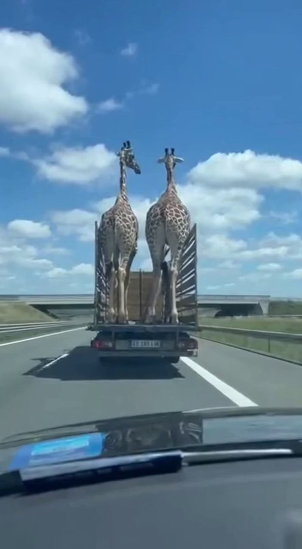 [Sora 2] Crée une vidéo réaliste, filmée comme si elle était prise avec un smartphone depuis l’intérieur d’un... - Veo 3 AI video prompt thumbnail