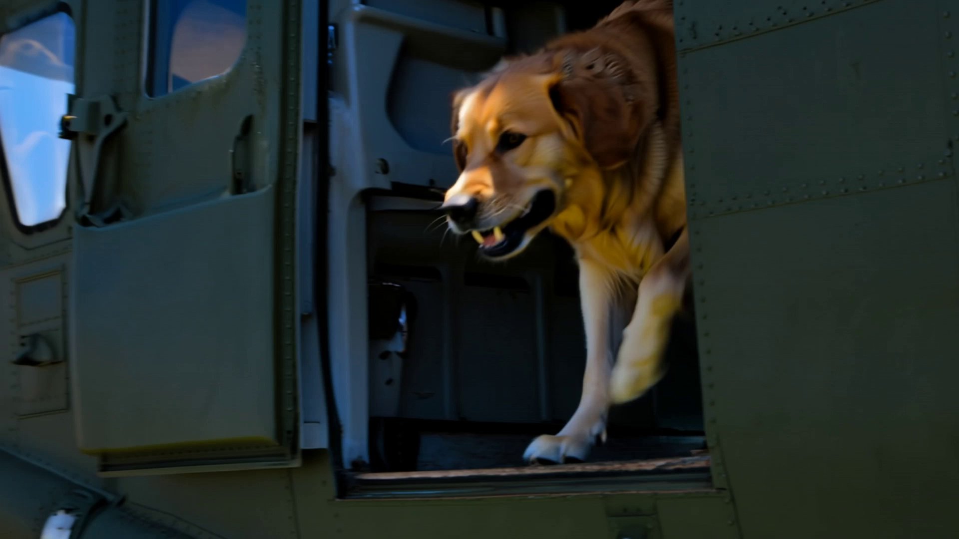 Skydiving Dog's Epic Plane Jump